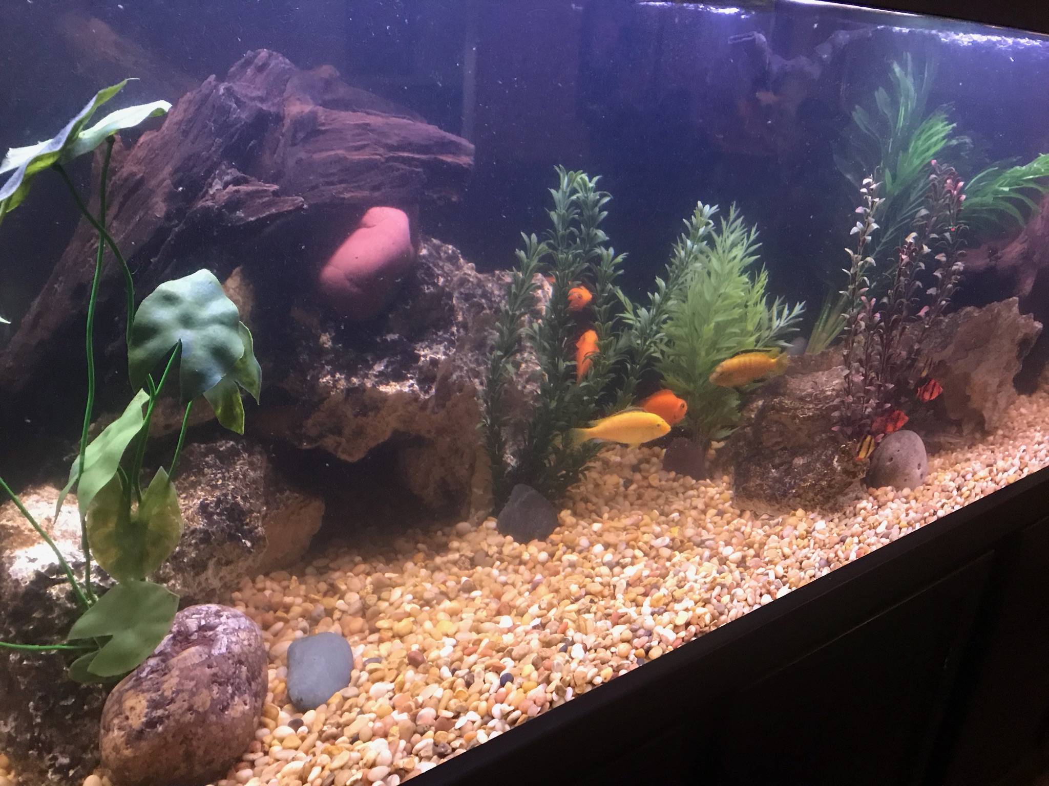 180 Gallon Freshwater Tank