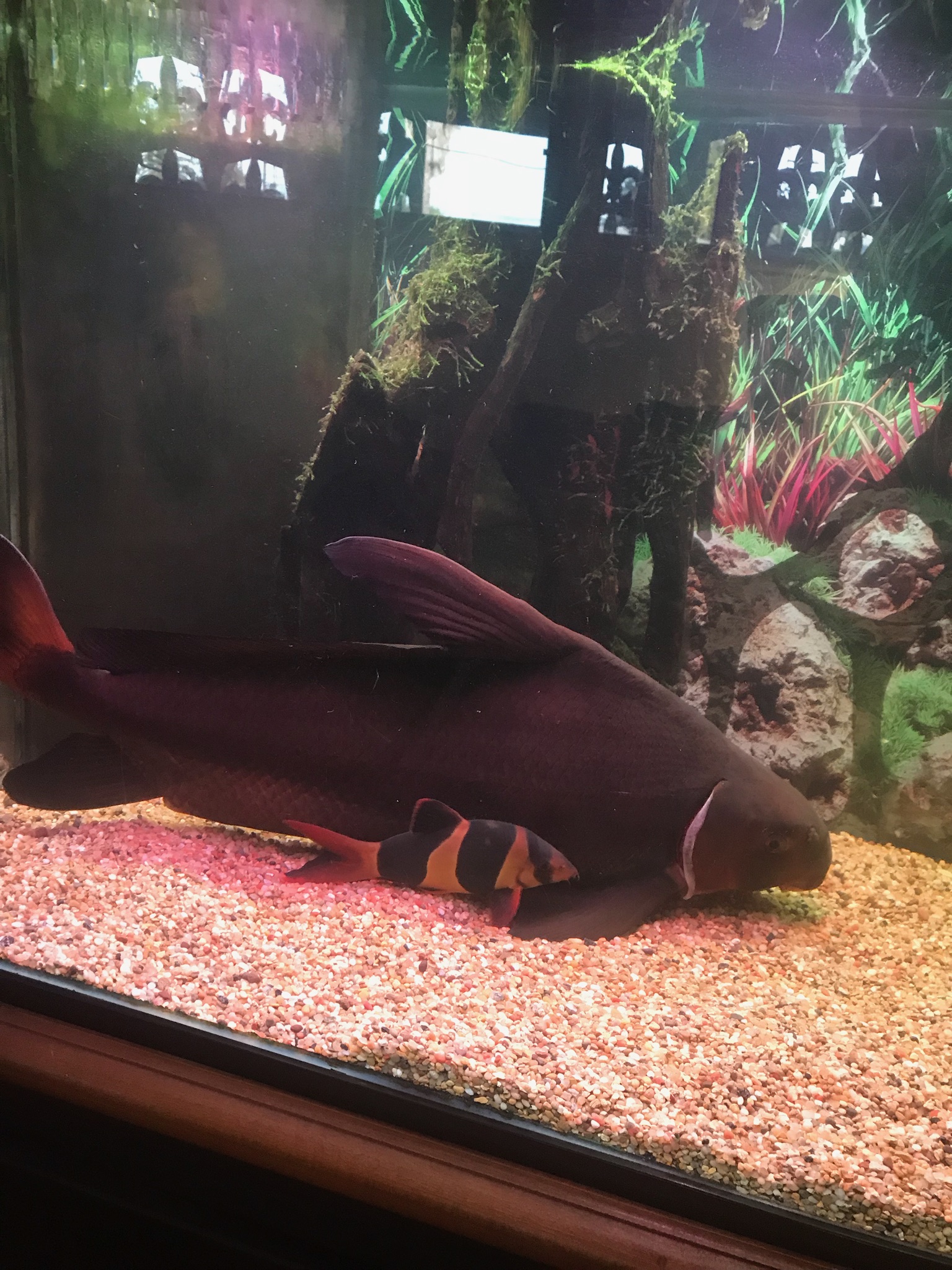 18" HiFin Shark next to 6" Clown Loach