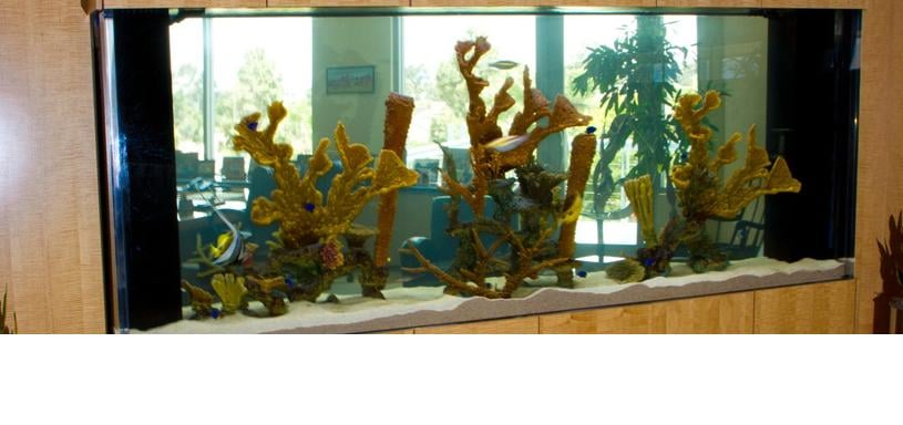 600 gallon commercial saltwater tank