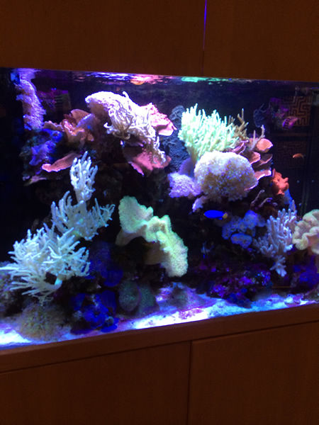 100 Gallon Reef Tank Dental Office