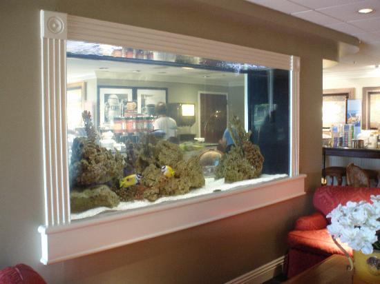 Hotel -  800 Gallon Saltwater Tank