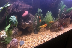 180 Gallon Freshwater Tank