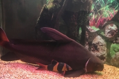 18" HiFin Shark next to 6" Clown Loach