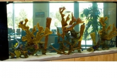 600 gallon commercial saltwater tank