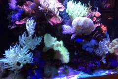 100 Gallon Reef Tank Dental Office