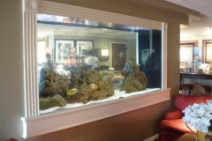Hotel -  800 Gallon Saltwater Tank